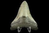 3.25" Fossil Megalodon Tooth - North Carolina - #131612-2